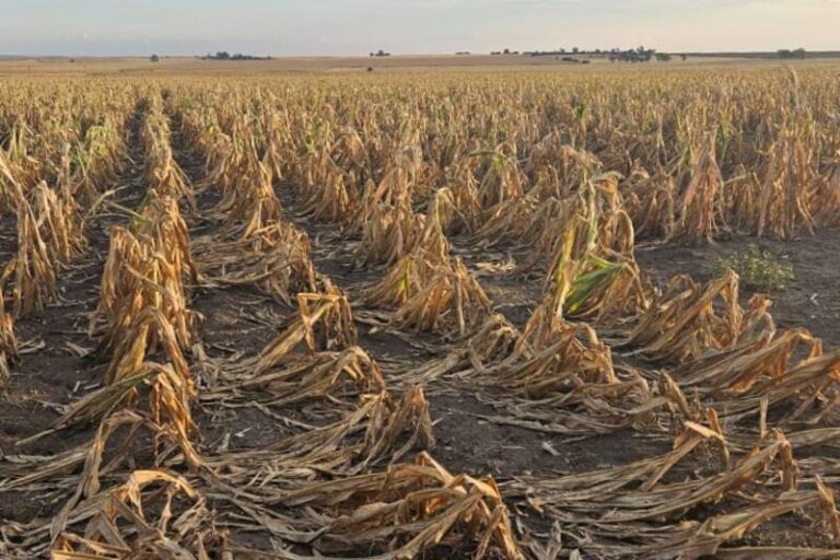 Your Grocery Bill Could Be the First Warning of South Africa’s Next Drought